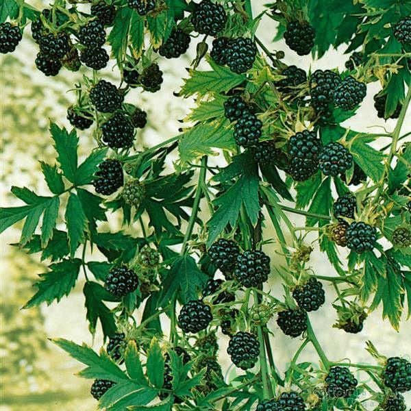 картинка Ежевика кустистая Rubus fruticosus Thornless Evergreen 