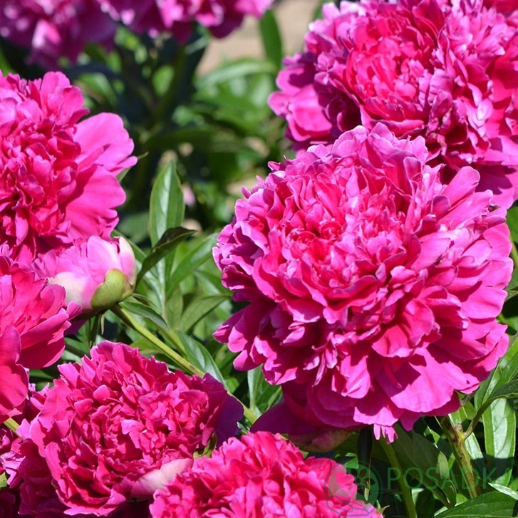 картинка Пион травянистый Felix Supreme 