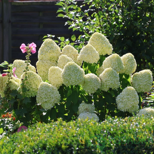 картинка Гортензия метельчатая Геркулес (Hydrangea paniculata 'Hercules) С10 