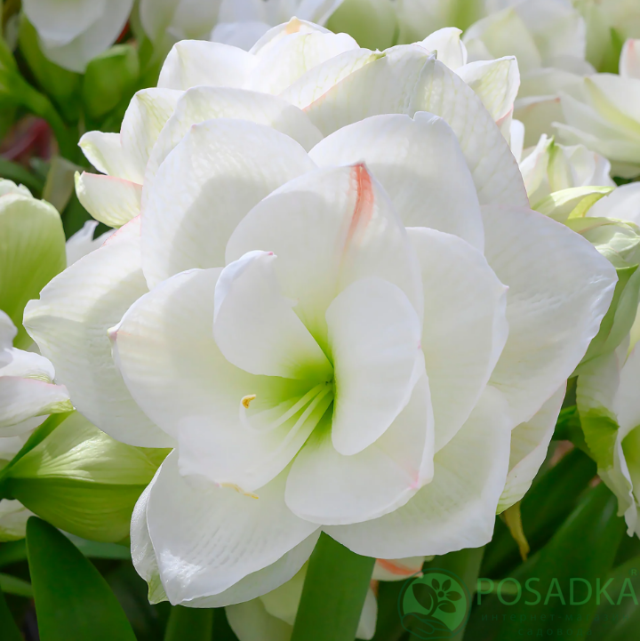 картинка Амариллис White Amadeus 