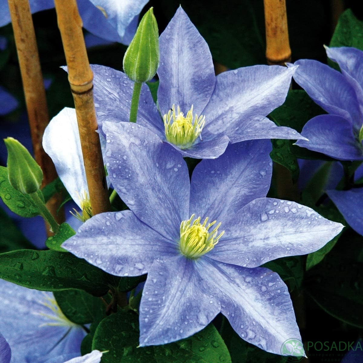 картинка Клематис Fujimusume (Фуйимусум) 