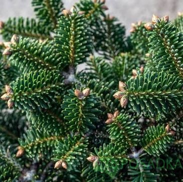 картинка Пихта нордмана Dobrichovice (Добриховице) 