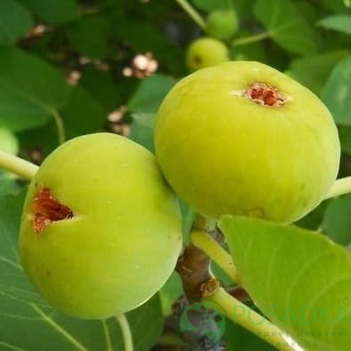 картинка Инжир Белый Адриатический 