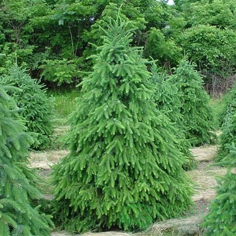 картинка Ель сербская (Picea Omorika) 