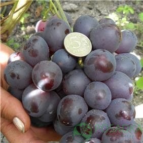 картинка Виноград Рождественский 