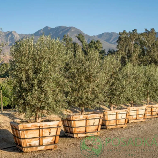 картинка Олива европейская Picual 