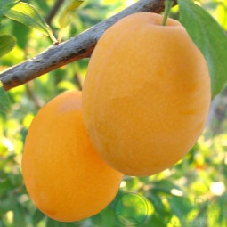 картинка Слива Золотая капля 