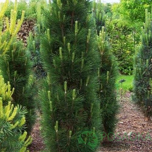 картинка Сосна черная Грин Рокет 