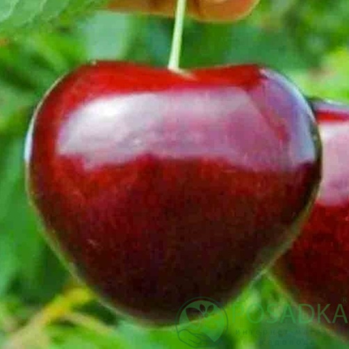 картинка Черешня Рокет 