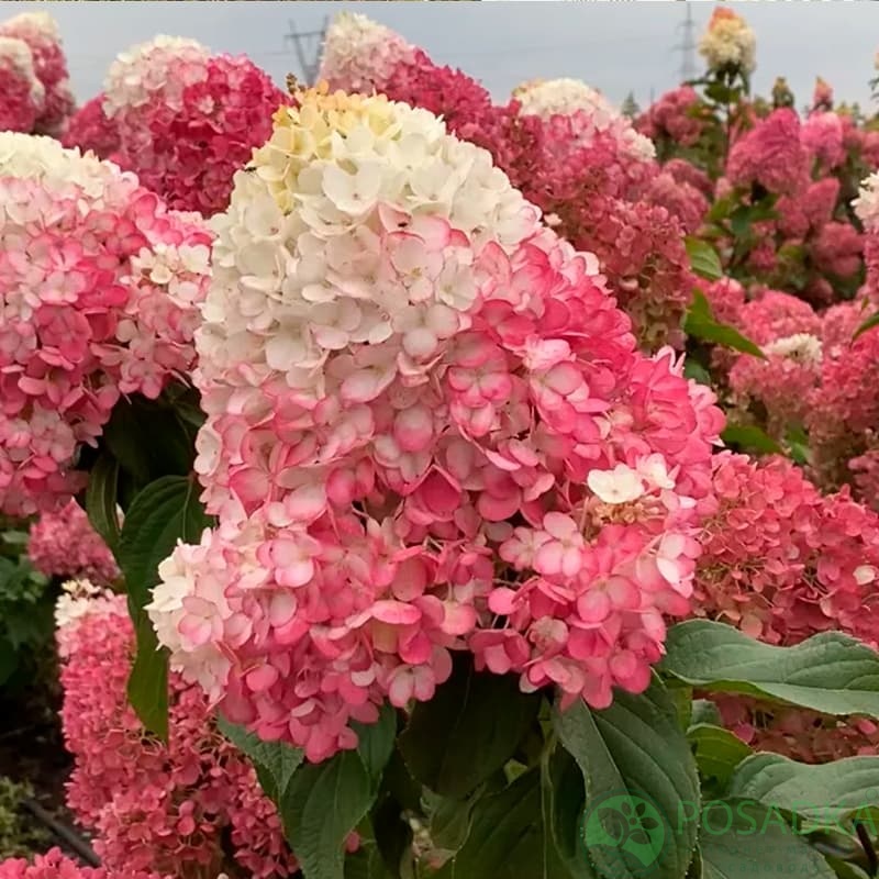 картинка Гортензия метельчатая Living Strawberry Blossom (Строберри Блоссом) 