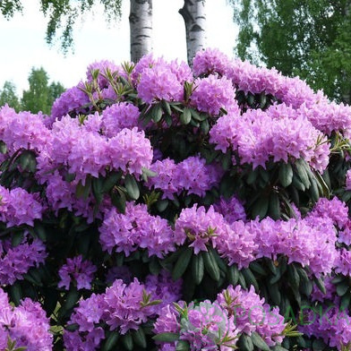 картинка Рододендрон гибридный Purpureum Grandiflorum 