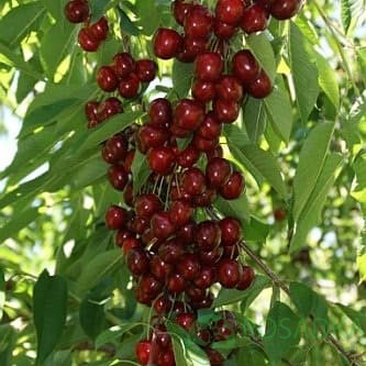 картинка Черешня колоновидная Хелена 