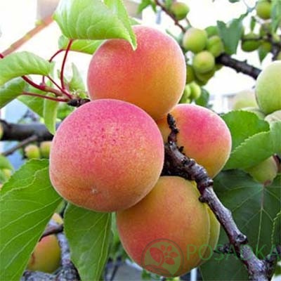 картинка Абрикос Киевский красень 