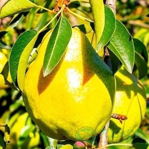 картинка Груша Далисан 