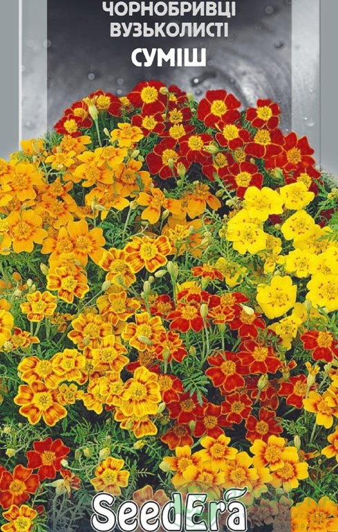 картинка Бархатцы узколистные Смесь семена (0.1гр)  картинка Бархатцы узколистные Смесь семена (0.1гр)