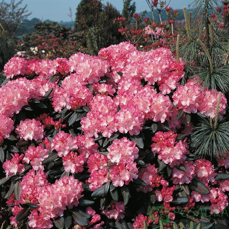 картинка Рододендрон якушиманский Marlis 