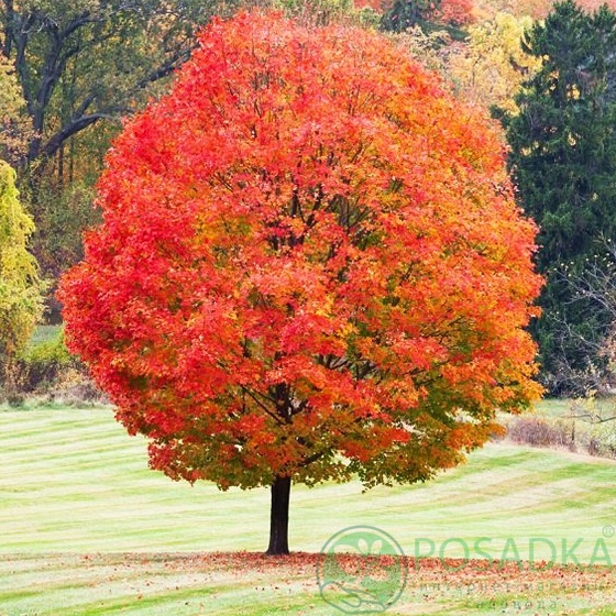 картинка Клён сахарный (Acer saccharum) 3л 