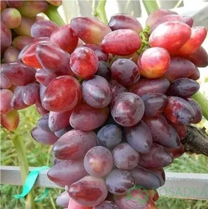 картинка Виноградник Шериф 