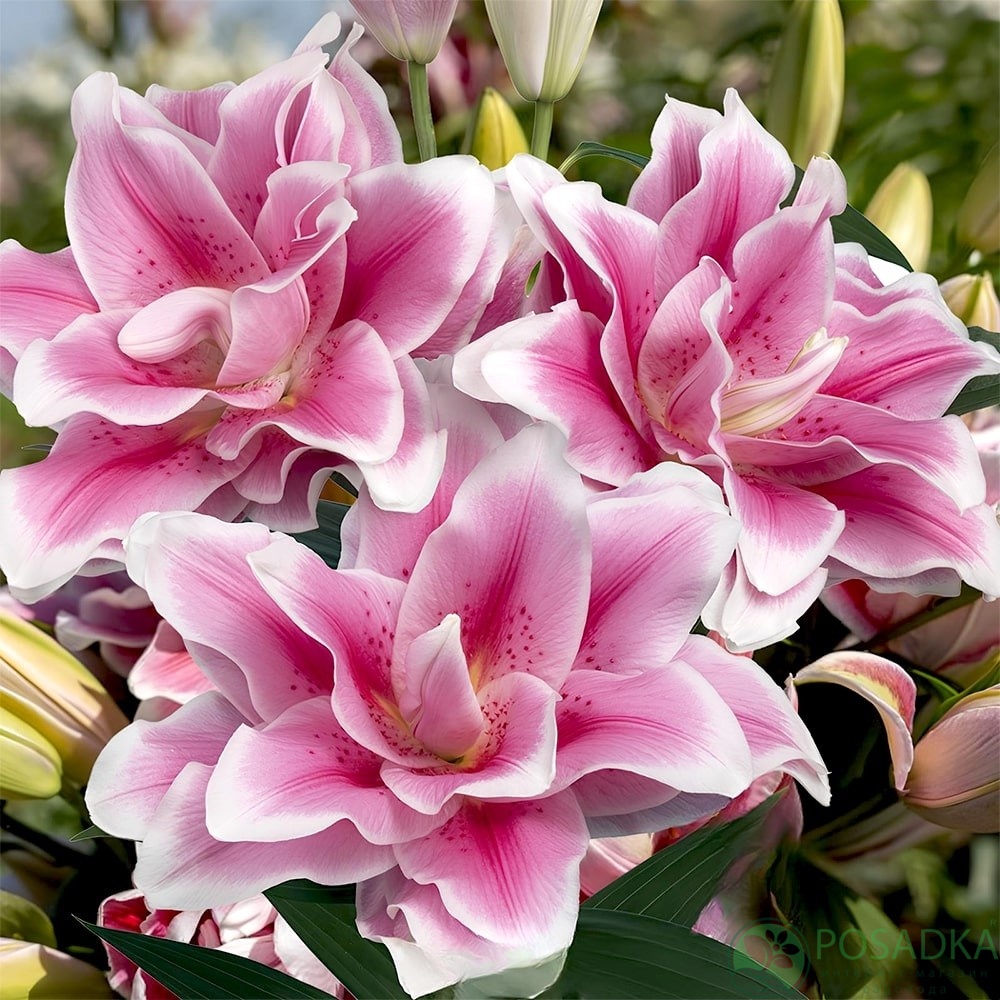 картинка Лилия Roselily Mikaela 