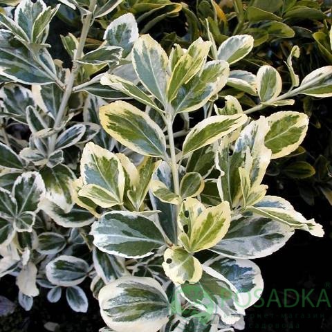 картинка Бересклет японский Albomarginatus (Альбомаргинатус), 2л 