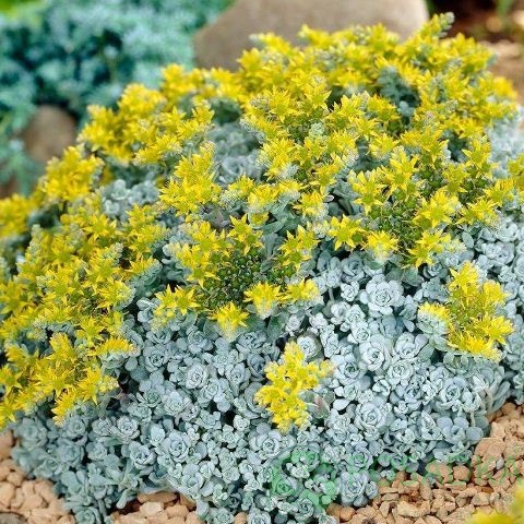 картинка Очиток (седум) Cape Blanco (Кейп Бланко) 