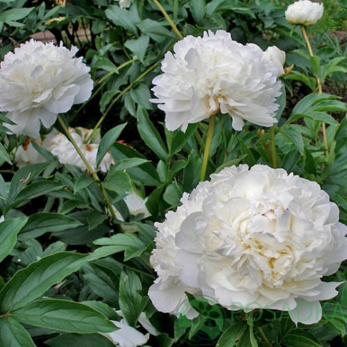 картинка Пион травянистый А Е Кундред 