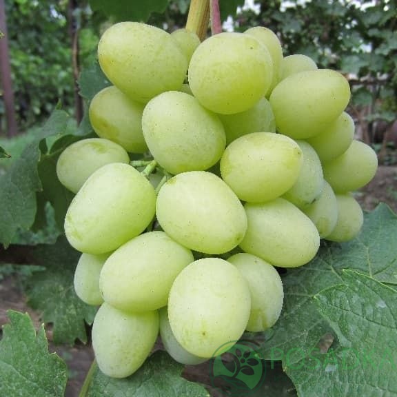 картинка Виноград Дарья (контейнер) 