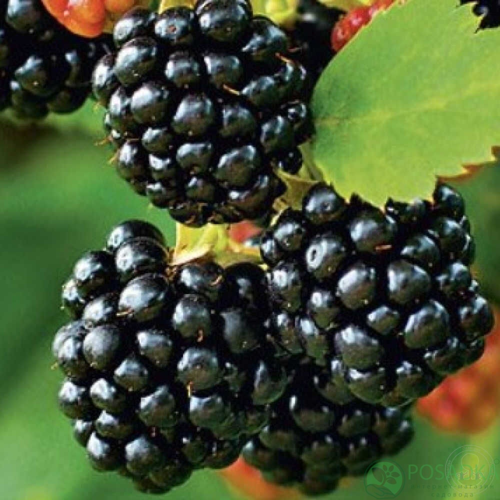 картинка Ежевика Дима 