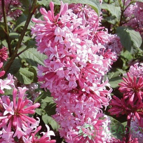 картинка Сирень Престон Miss Canada  картинка Сирень Престон Miss Canada