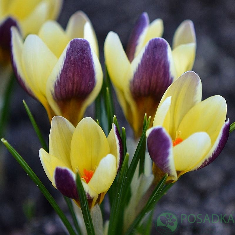 картинка Крокус Herald  картинка Крокус Herald