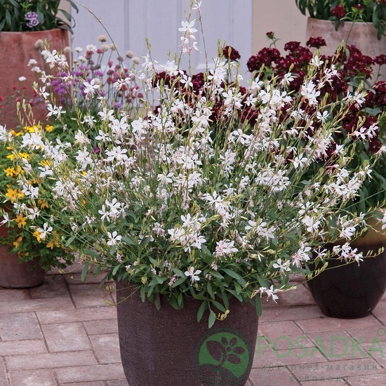 картинка Гаура Graceful White 