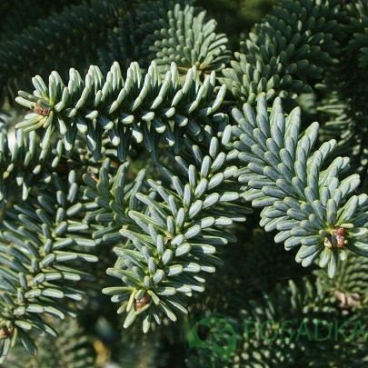 картинка Пихта испанская Келлерис (Abies pinsapo Kelleriis) 25л 