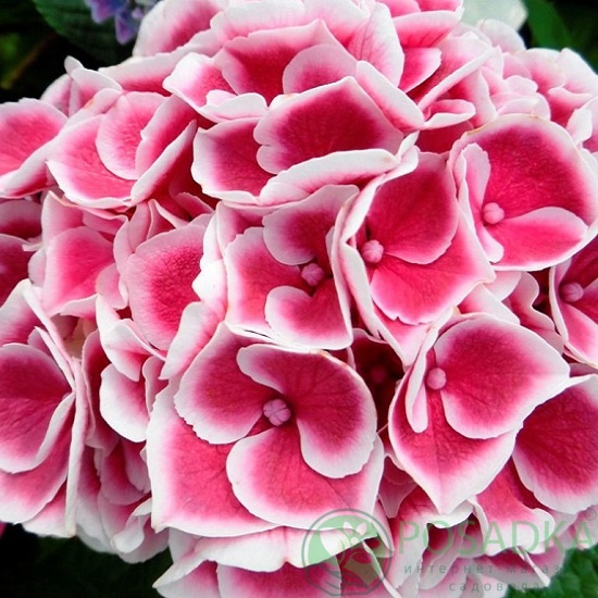 картинка Гортензия крупнолистная Tivoli pink (Тиволи Пинк) 