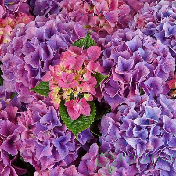 картинка Гортензия крупнолистная Tabletensia® Purple 