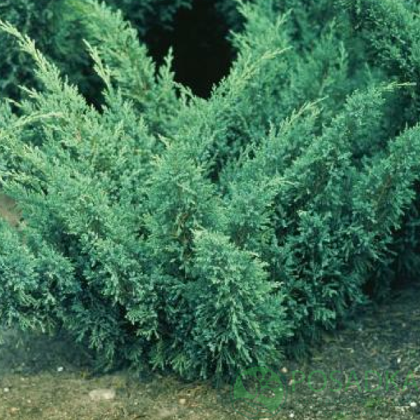 картинка Можжевельник казацкий Блю Дануб 