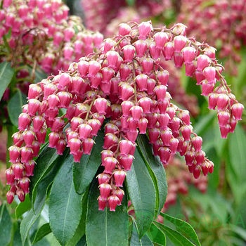 картинка Пиерис японский Valley Valentine 