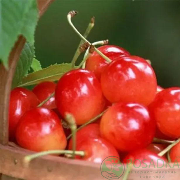 картинка Черешня Солнечный Шар 