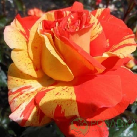 картинка Роза чайно-гибридная Оранж энд Лемон 