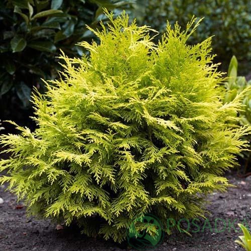 картинка Кипарисовик Лавсона Sunny Smile 3л  картинка Кипарисовик Лавсона Sunny Smile 3л