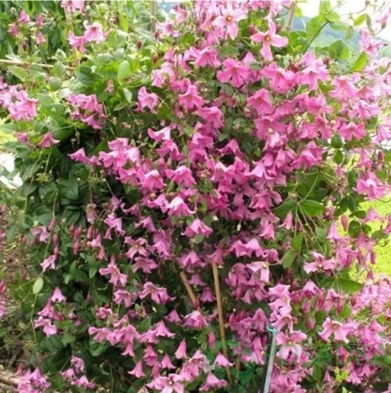 картинка Клематис Heather Herschell QE 