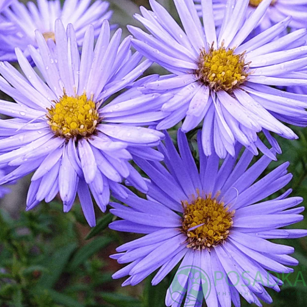 картинка Астра Блаубокс (Aster Blaubox) картинка Астра Блаубокс (Aster Blaubox)