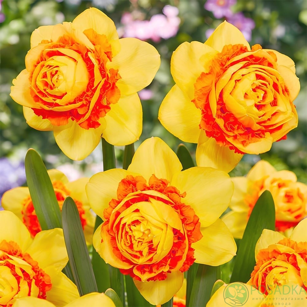 картинка Нарцис Suade Double  картинка Нарцис Suade Double