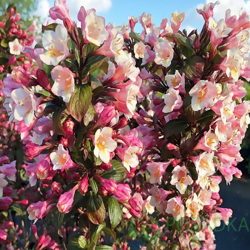 картинка Вейгела Винтажная Любовь (Weigela Vintage Love) 