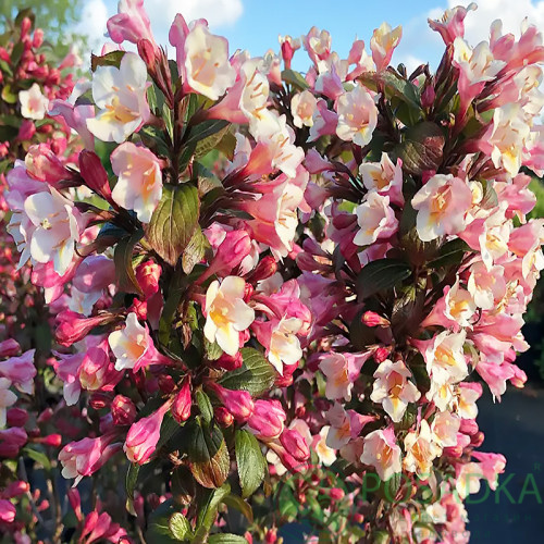 картинка Вейгела Винтажная Любовь (Weigela Vintage Love) 