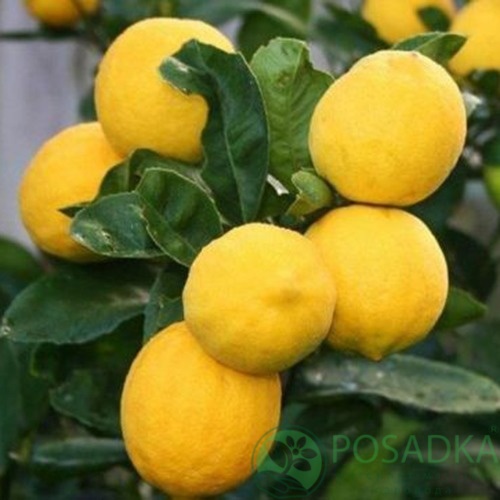 картинка Лимон Киевский крупноплодный (2 летний) 