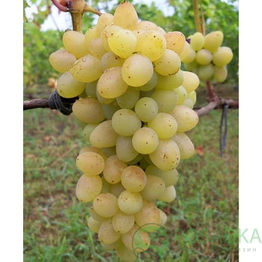 Виноград Плевен мускатный - купить саженцы, цена в Украине