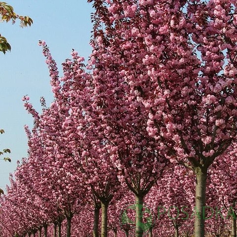картинка Сакура краснолистная "Роял Бургунди" 
