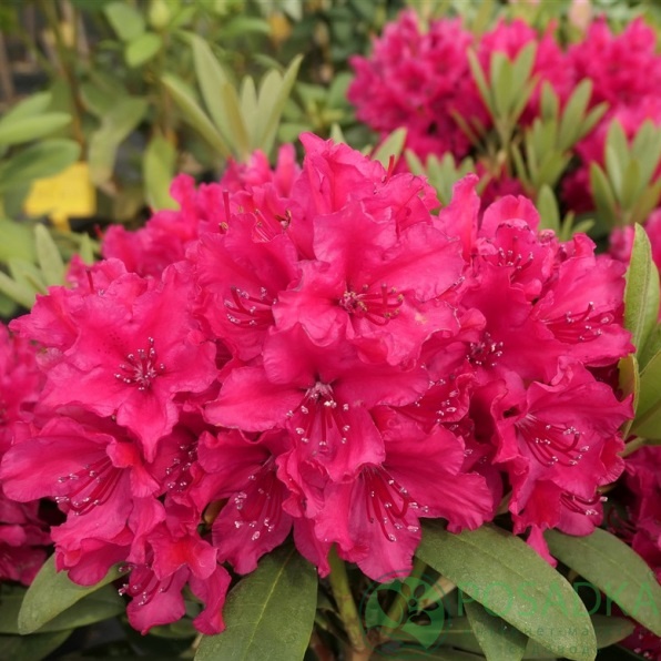 картинка Рододендрон гибридный Neon Kiss 