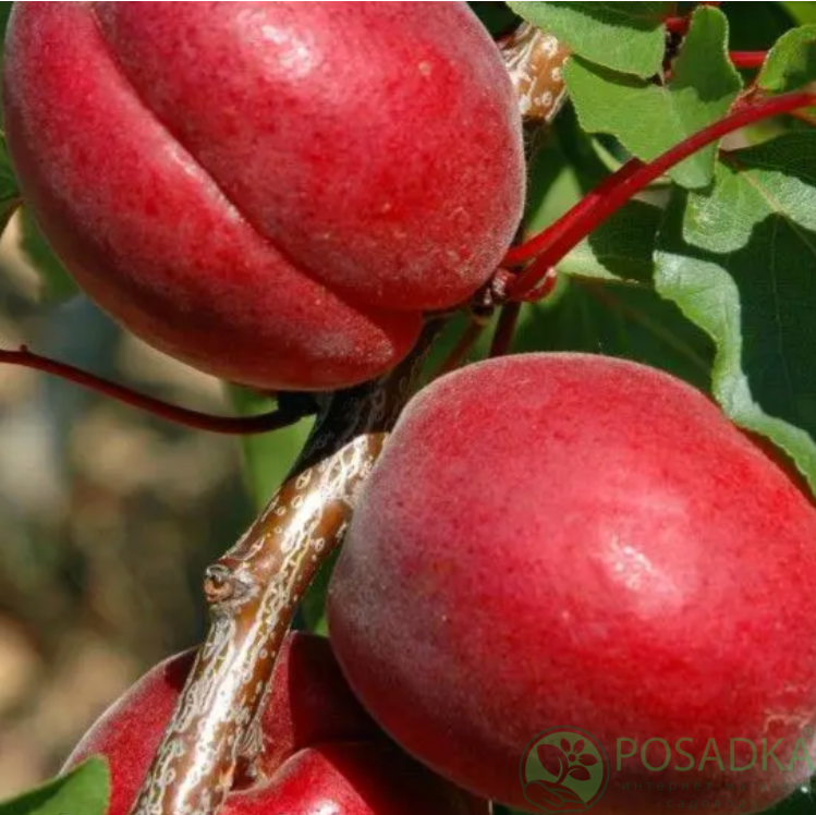 картинка Нектарин Биг Хейвен 