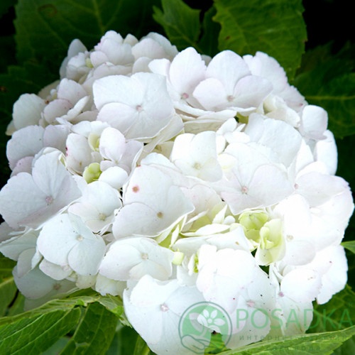 картинка Гортензия крупнолистная First White (Ферст Вайт) 